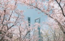 上海赏樱花