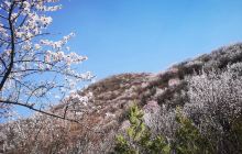 北京赏桃花