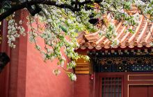 北京赏梨花
