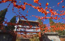 北京赏红叶