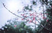 无锡赏梅花