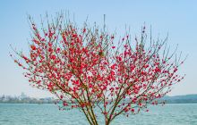 杭州赏桃花