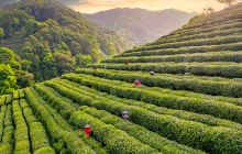 杭州采茶