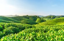 杭州龙坞茶村