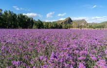百里山水画廊