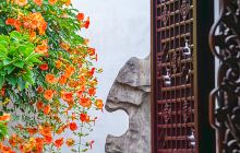 苏州赏凌霄花
