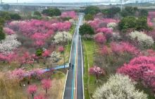 苏州赏梅花