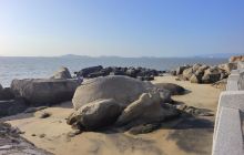 金沙湾赶海团建基地